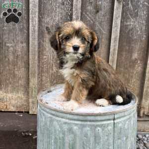 Jade, Welsh Corgi Mix Puppy