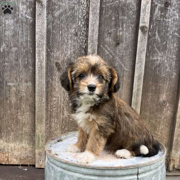 Jade, Welsh Corgi Mix Puppy