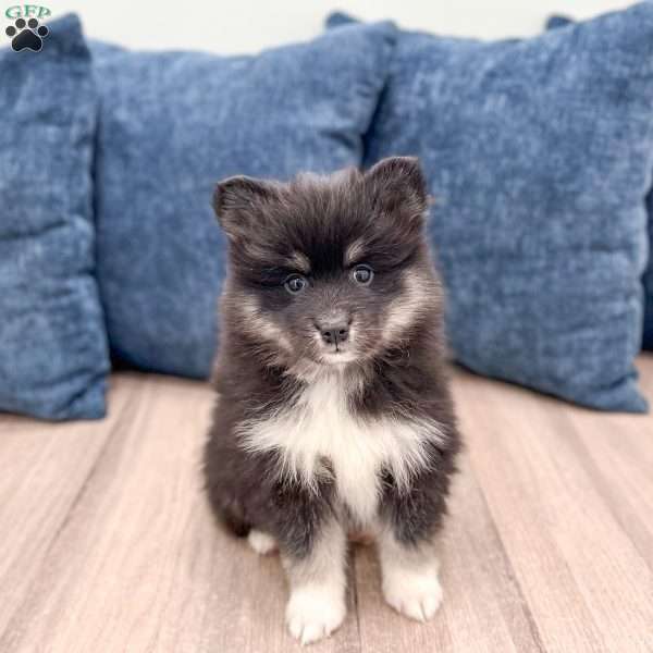 Don, Pomsky Puppy