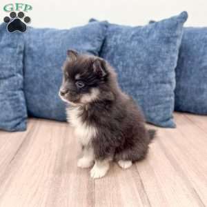 Don, Pomsky Puppy
