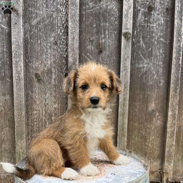 Josie, Welsh Corgi Mix Puppy