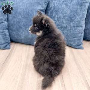 Don, Pomsky Puppy