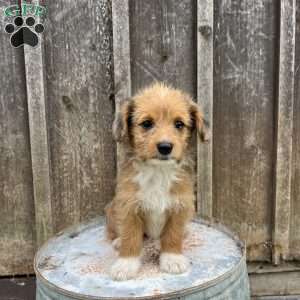 Josie, Welsh Corgi Mix Puppy