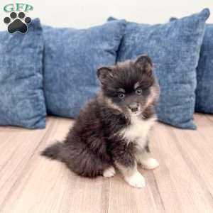 Don, Pomsky Puppy