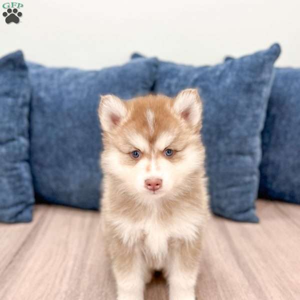 Darren, Pomsky Puppy