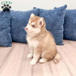 Darren, Pomsky Puppy