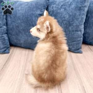 Darren, Pomsky Puppy