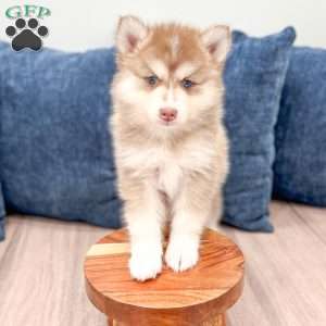 Darren, Pomsky Puppy