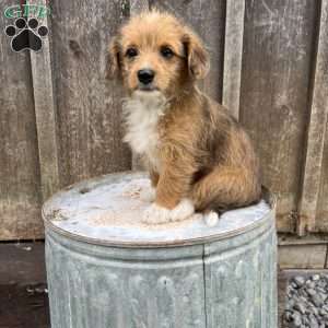 Josie, Welsh Corgi Mix Puppy