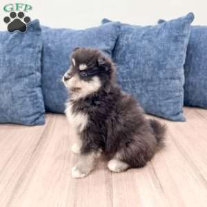 Daisy, Pomsky Puppy