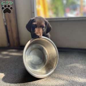 Doggee, German Shorthaired Pointer Puppy