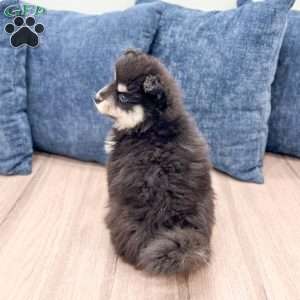 Daisy, Pomsky Puppy