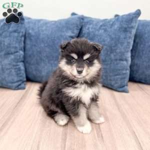 Daisy, Pomsky Puppy