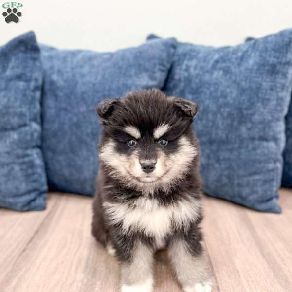 Daisy, Pomsky Puppy