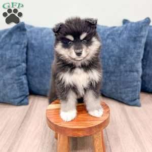 Daisy, Pomsky Puppy