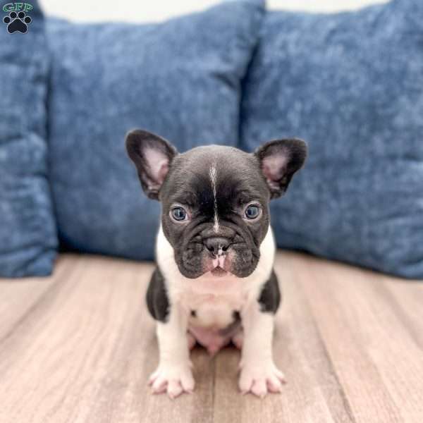Larry, Frenchton Puppy