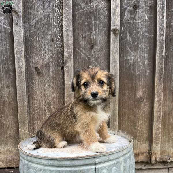 Jewel, Welsh Corgi Mix Puppy