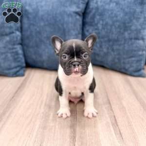 Larry, Frenchton Puppy
