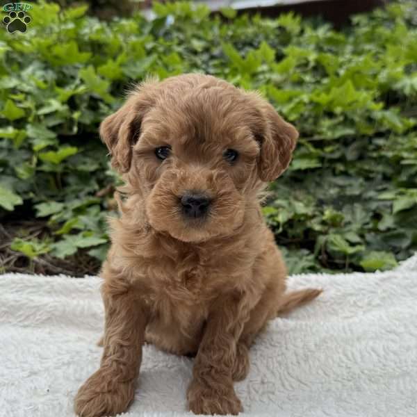 Dasiy F1B, Mini Goldendoodle Puppy