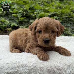 Dasiy F1B, Mini Goldendoodle Puppy