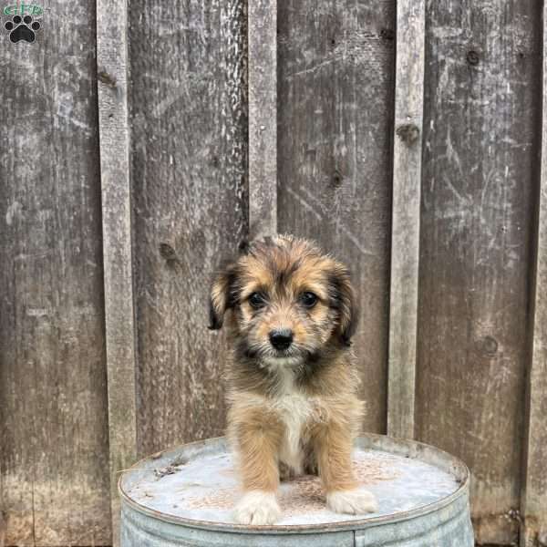 Jewel, Welsh Corgi Mix Puppy