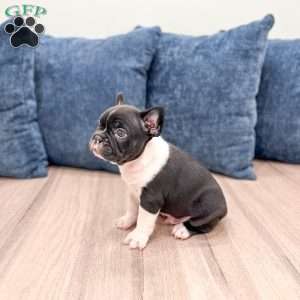 Larry, Frenchton Puppy