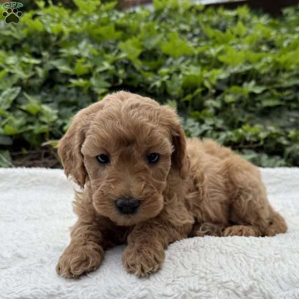 Dixie F1B, Mini Goldendoodle Puppy