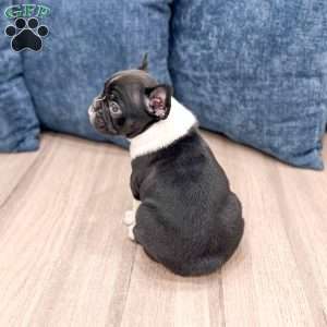 Larry, Frenchton Puppy