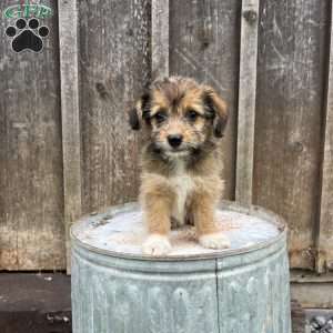 Jewel, Welsh Corgi Mix Puppy