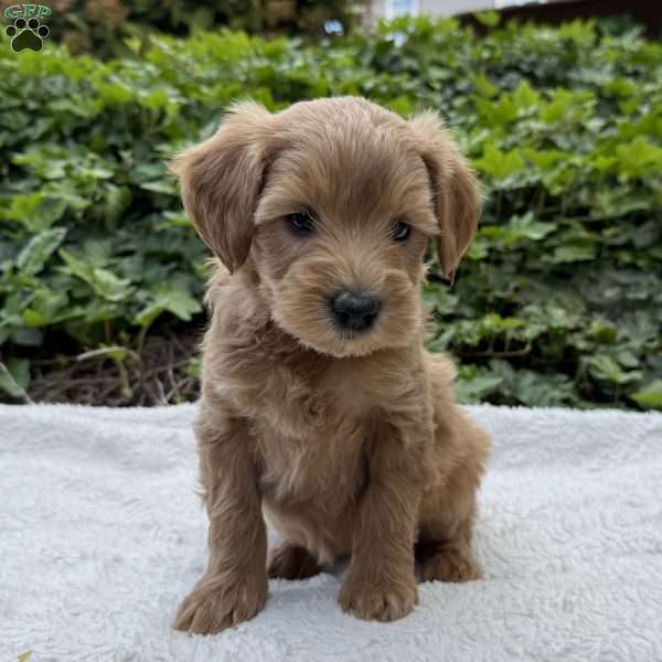 Dolly F1B, Mini Goldendoodle Puppy