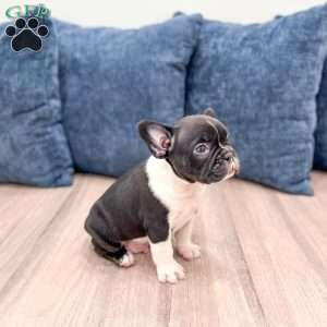 Larry, Frenchton Puppy