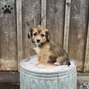 Jewel, Welsh Corgi Mix Puppy