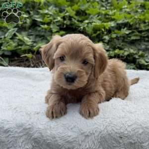Dolly F1B, Mini Goldendoodle Puppy