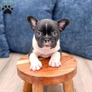 Larry, Frenchton Puppy