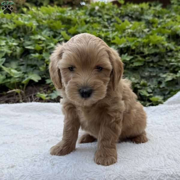 Delilah F1B, Mini Goldendoodle Puppy