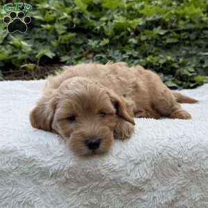 Delilah F1B, Mini Goldendoodle Puppy