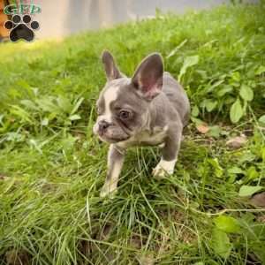 Mouse, French Bulldog Puppy