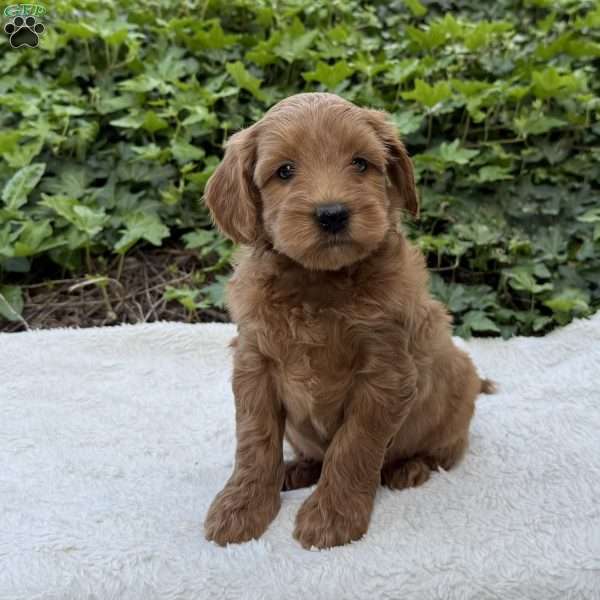 Dakota F1B, Mini Goldendoodle Puppy
