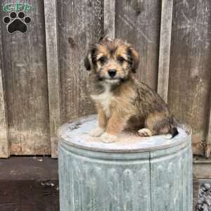 Jewel, Welsh Corgi Mix Puppy
