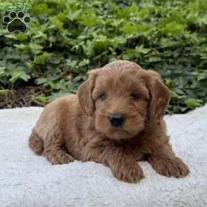Dakota F1B, Mini Goldendoodle Puppy
