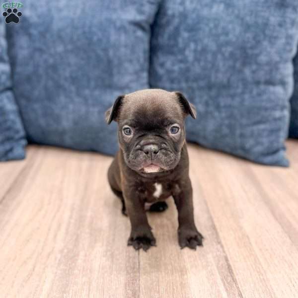 Lewis, Frenchton Puppy