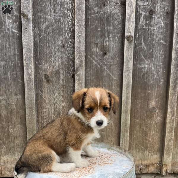 Jellybean, Welsh Corgi Mix Puppy