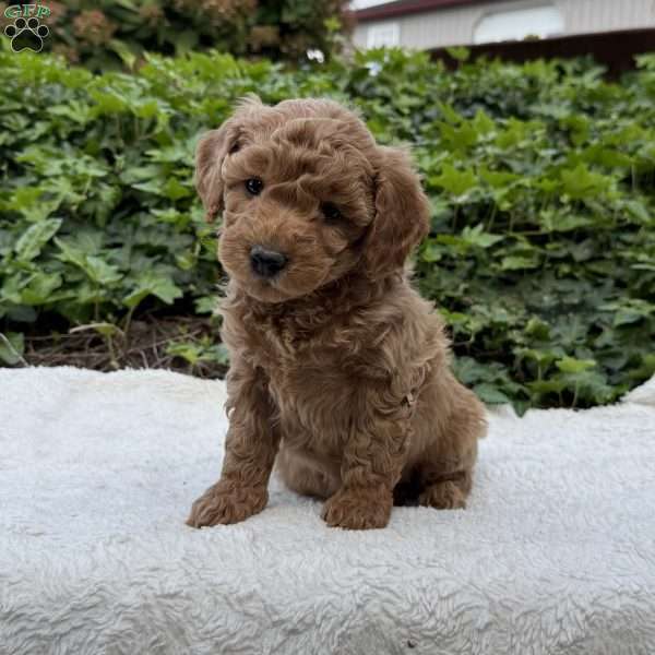 Demi F1B, Mini Goldendoodle Puppy