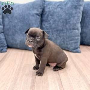 Lewis, Frenchton Puppy