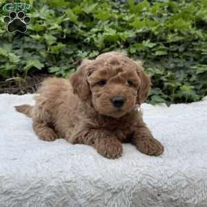 Demi F1B, Mini Goldendoodle Puppy