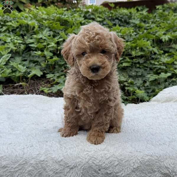 Duke F1B, Mini Goldendoodle Puppy