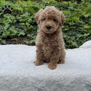 Duke F1B, Mini Goldendoodle Puppy