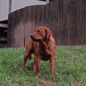 dad
