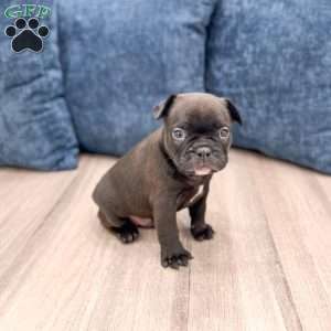 Lewis, Frenchton Puppy