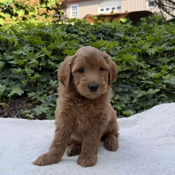 Diesel  F1B, Mini Goldendoodle Puppy